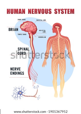 human peripheral nervous system, brain, spinal nerve endings vector illustration educational banner on white background Royalty-Free Stock Photo #1901367952