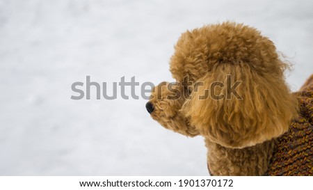 apricot puppy poodle from the side with head and ears fur close up of dog wearing a brown sweater in a snow background