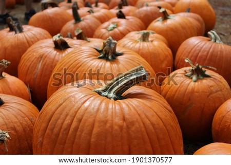 A group of pumpkins at a pumpkin patch.