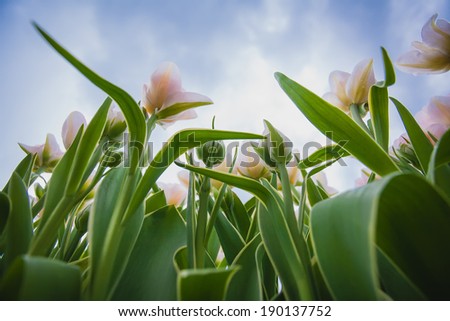 tulips from low angle with blue sky as background