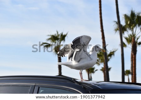 The seagulls at the Santa Monica beaches