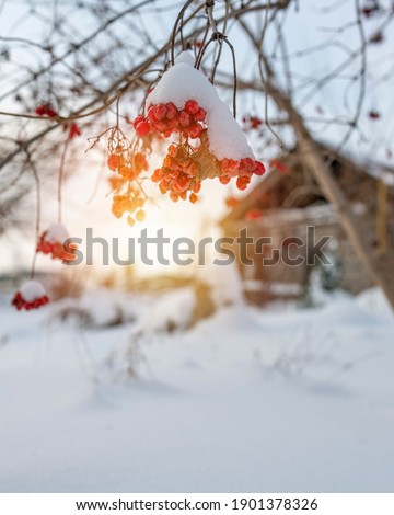 Photo Bunches of viburnum berries covered with snow against the backdrop of the setting sun.