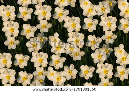 White narcissus with a yellow core bloom in the garden in April. A large field of narcissus. Spring white and yellow flowers. Royalty-Free Stock Photo #1901381560