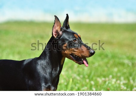 Tan-and-black German Pinscher or Doberman dog with uncropped tail and ears sitting on green grass Royalty-Free Stock Photo #1901384860