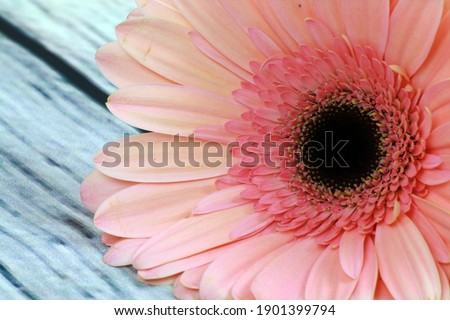 Close-up of a flower with bright colors 