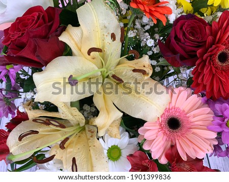 Close-up of varied flowers with bright colors 