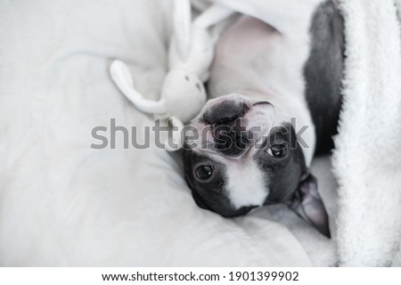 A young funny pet dog, Boston Terrier C, lies in bed under a blanket and watches with his favorite toy - a white soft bunny.