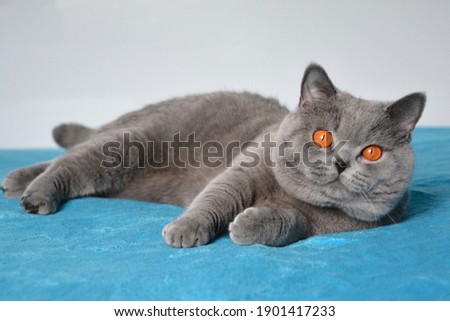 Blue British Shorthair cat, Kitten, Kitty, kittens, grey, cats Royalty-Free Stock Photo #1901417233