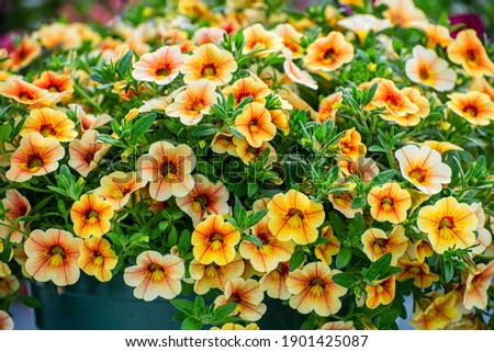 Multi colored Calibrachoa, Million bells flower for background Royalty-Free Stock Photo #1901425087