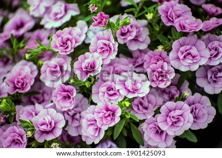Multi colored Calibrachoa, Million bells flower for background Royalty-Free Stock Photo #1901425093