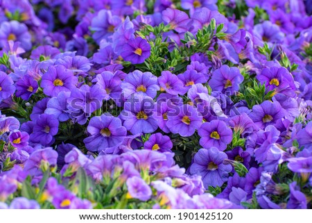 Multi colored Calibrachoa, Million bells flower for background Royalty-Free Stock Photo #1901425120