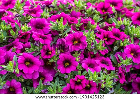 Multi colored Calibrachoa, Million bells flower for background Royalty-Free Stock Photo #1901425123