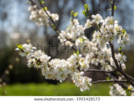 Spring scene with blooming white flowers cherry tree branches.Close up