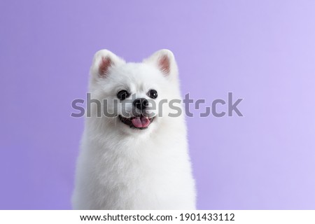 White Pomeranian dog sitting among purple background. Cute little spitz. Place for text Royalty-Free Stock Photo #1901433112
