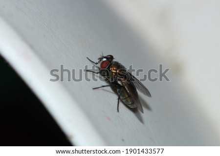 A fly in macro photography and close up indoors