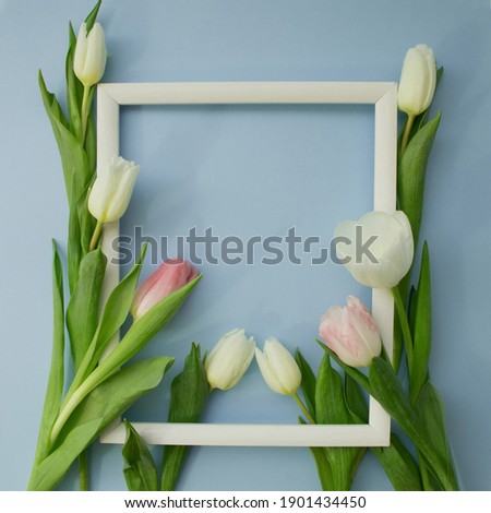 White and pink tulips with blank picture frame on light blue background. Holiday postcard for Women's Day or Mother's Day or Sale concept. Floral spring background with copy space.