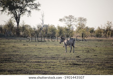 Zebra in the African savanna