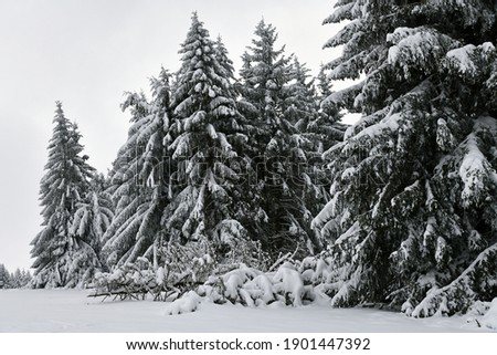 snow-covered winter forest in the Rhön