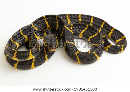 Boiga dendrophila, commonly called the mangrove snake or gold-ringed cat snake on white background