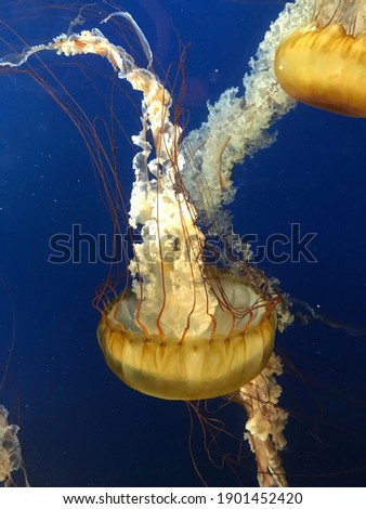 Orange jellyfish close up macro picture 