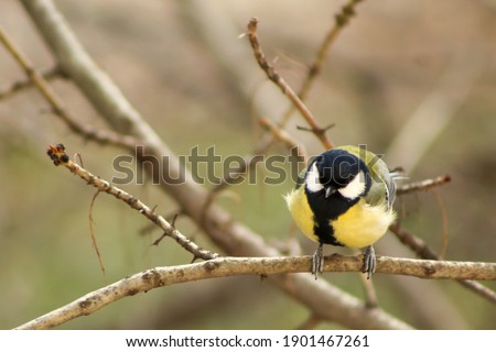 Great Tit (Parus major) perched on a tree branch in a bright January day