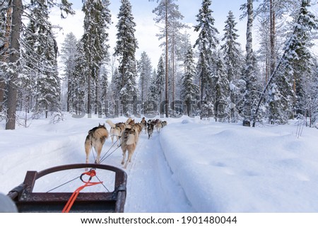 Dog sledding in Northern Finland (Lapland).