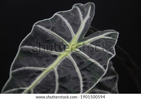 Alocasia Polly African Mask Plant Elephant Ears