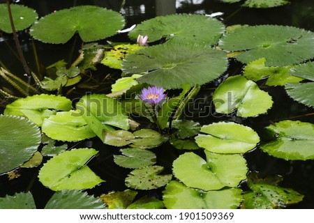 Water lily (family Nymphaeaceae) is one of the beautiful water flowers and has many benefits for herbs and traditional foods. 