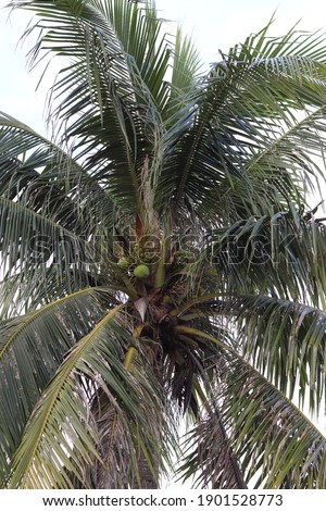Top of the coconut tree with green leaves With a tall trunk There are bunches of coconuts, found on the seashore. The fruit is refreshing and has a sweet, delicious taste, 
Background is white sky.