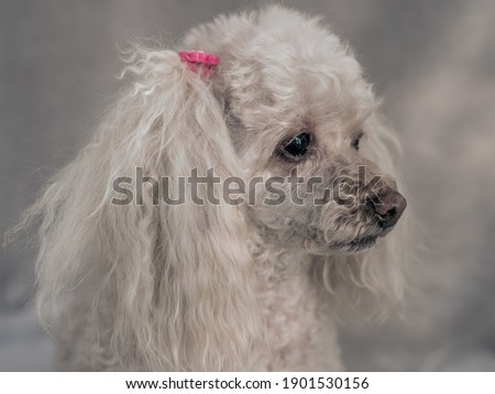 Head of beige poodle with red hair clip on beige background