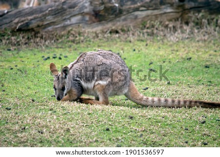 the yellow footed rock wallaby is moving around the park
