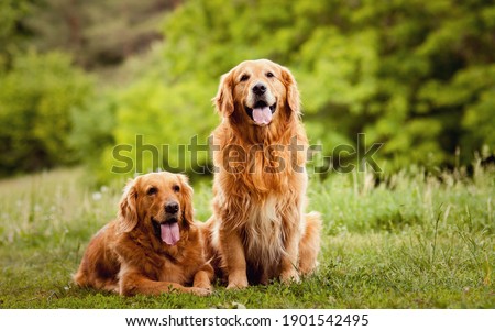 golden retriever beautiful lovely pair Royalty-Free Stock Photo #1901542495