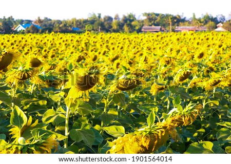 Sunflower blooming in the field.