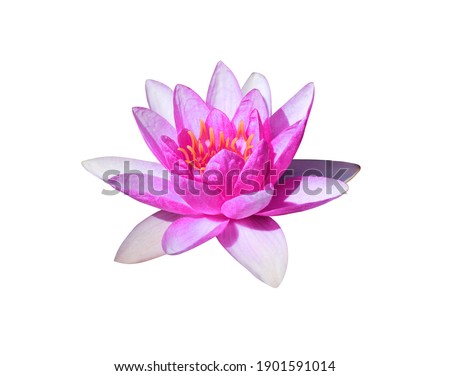 Nymphaea, Water lily, Lotus, Close up beautiful single pink-red lotus flower isolated on white background. Exotic pink-red flower. with clipping path