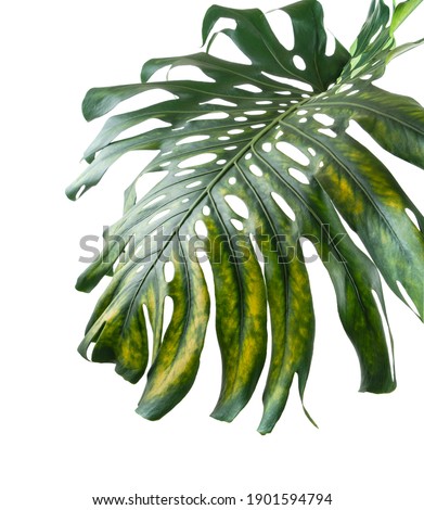 Monstera deliciosa leaf or Swiss cheese plant, isolated on white background, with clipping path