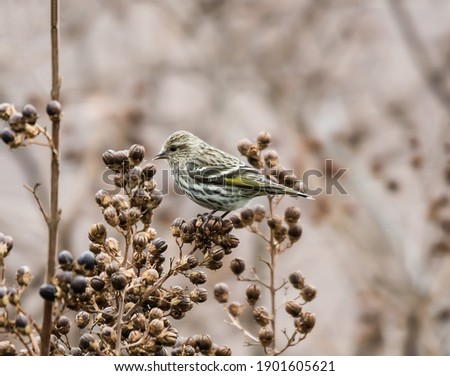 Pine siskin, a migratory North American bird in the finch family Royalty-Free Stock Photo #1901605621