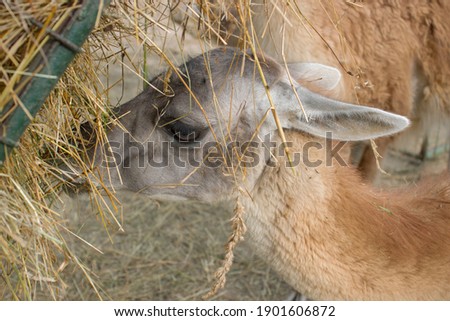View of a guanaco that eats straw from a feeder. (Lama guanicoe)