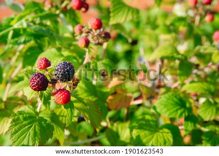 branch of black raspberry or blackberry with unripe red and ripe black berries on green bush leaves background, close-up horizontal outdoors stock photo image wallpaper with copy space for text