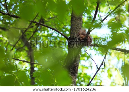 Squirrel gnaws a nut while sitting on a tree branch among green leaves