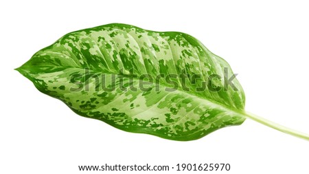 Aglaonema leaves, Exotic tropical leaf, isolated on white background with clipping path                               Royalty-Free Stock Photo #1901625970