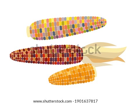 Flint corn - vector illustration in flat design isolated on white background Royalty-Free Stock Photo #1901637817