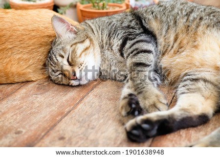 Cat sleeping on the wooden table