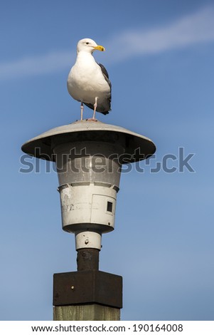 Seagull on a light pole.