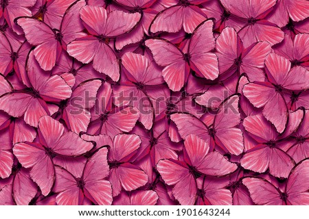 Shades of pink. Wings of a butterfly Morpho. Flight of bright pink butterflies abstract background.	