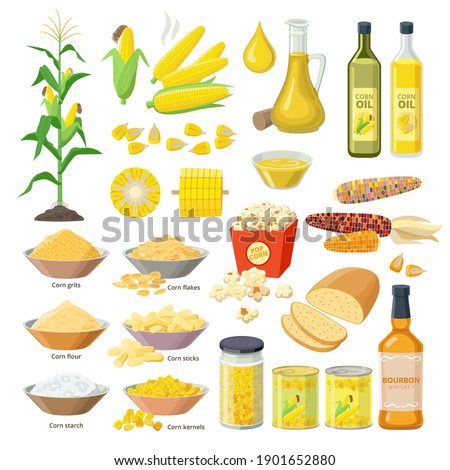 Corn food, set of maize meal, corn oil, corn stickes, cornflakes, pop corn, grits, flour, starch, kernels, plant, bread, bourbon - flat ions isolated on white background. Royalty-Free Stock Photo #1901652880