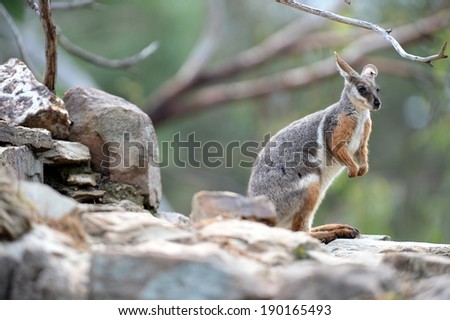 A close up shot of an Australian Rock Wallaby
