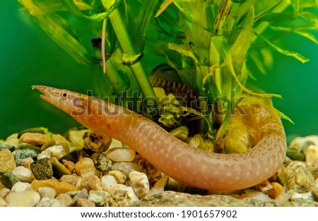 The zig-zag eel (Mastacembelus armatus), also known as the tire-track eel, tire-track spiny eel or marbled spiny eel, Royalty-Free Stock Photo #1901657902