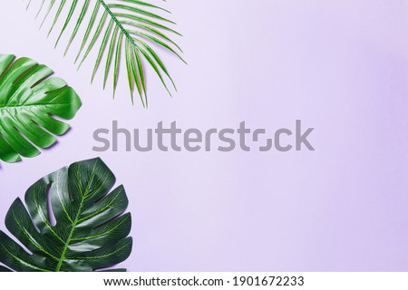 Green flat lay tropical Monstera leaves isolated on a purple background. Palm jungle is exotic