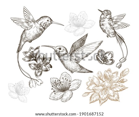 Hand drawn sketch illustration with caliber birds and spring flowers isolated