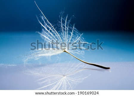 Dandelion seeds with details and reflexion 